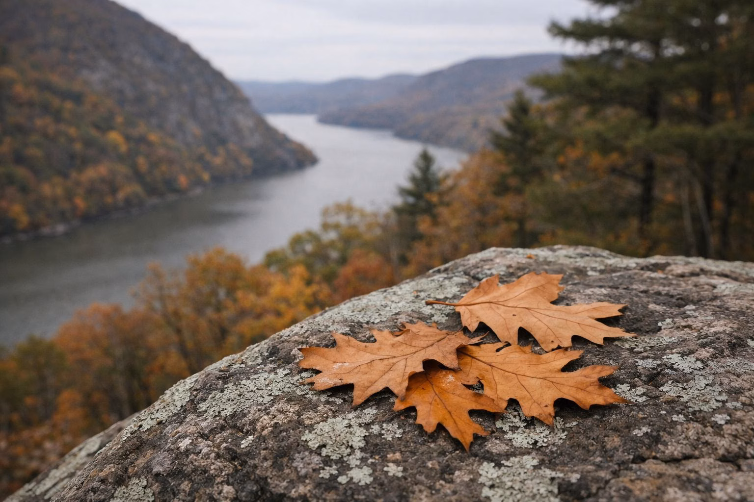 Close view of fallen orange oak leaves on a lichen-covered rock, shallow depth of field